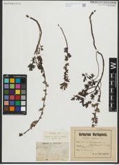 Foto von Salix repens subsp. repens L.